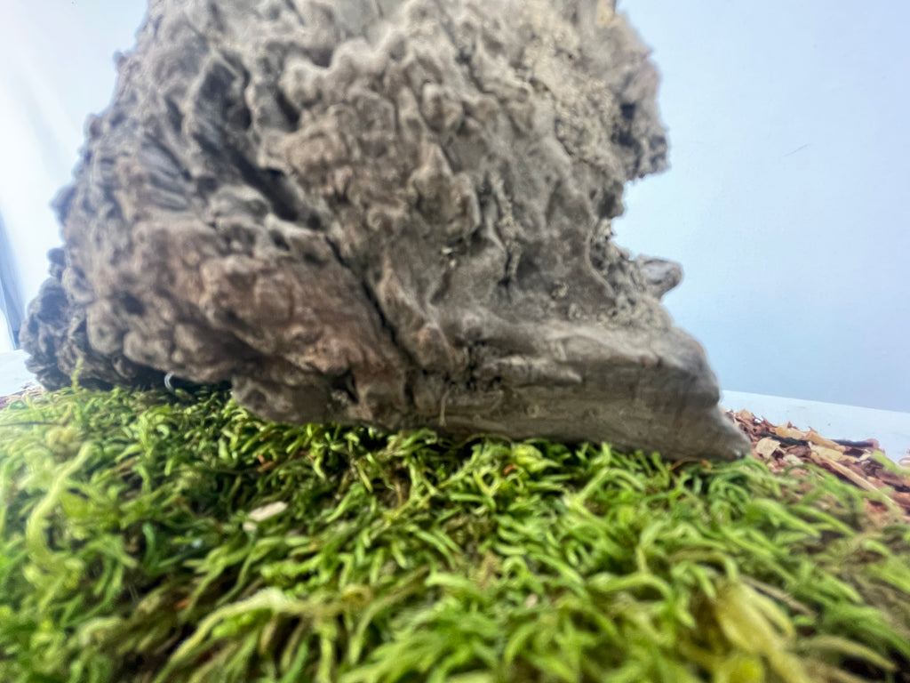 The Forager’s Stump