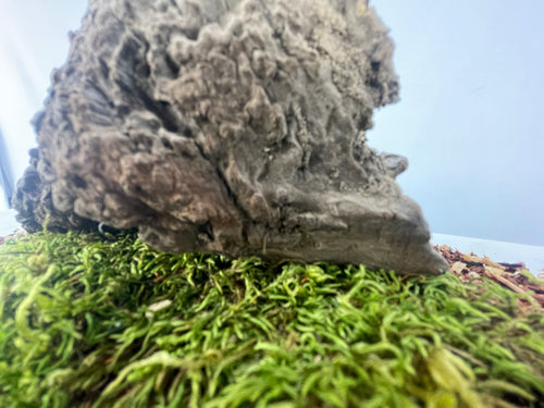 The Forager’s Stump