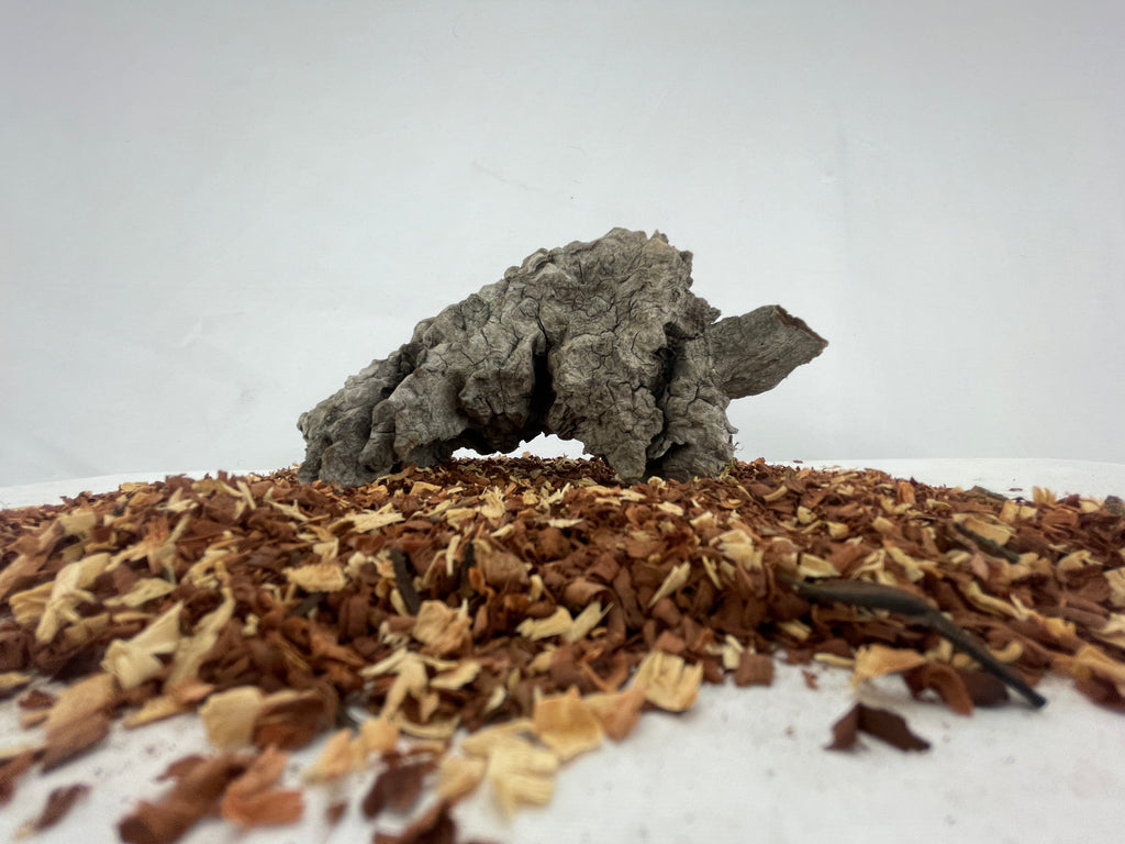 The Forager’s Stump