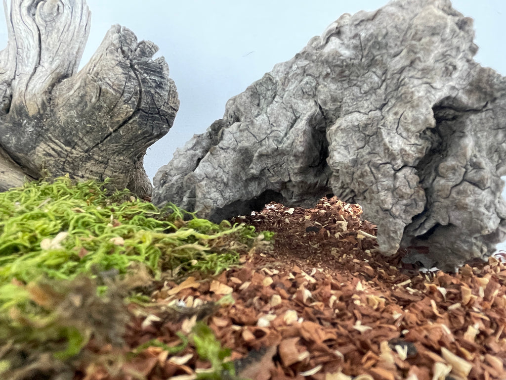 The Forager’s Stump
