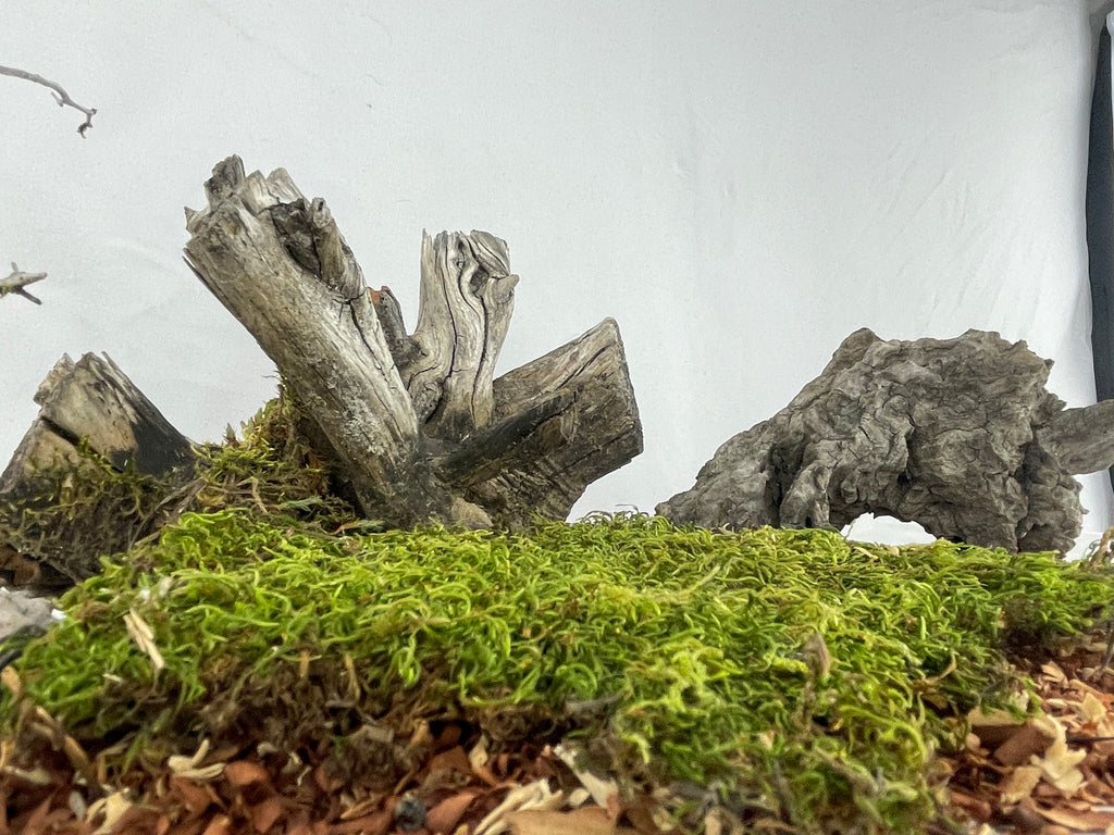 The Forager’s Stump
