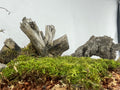 The Forager’s Stump