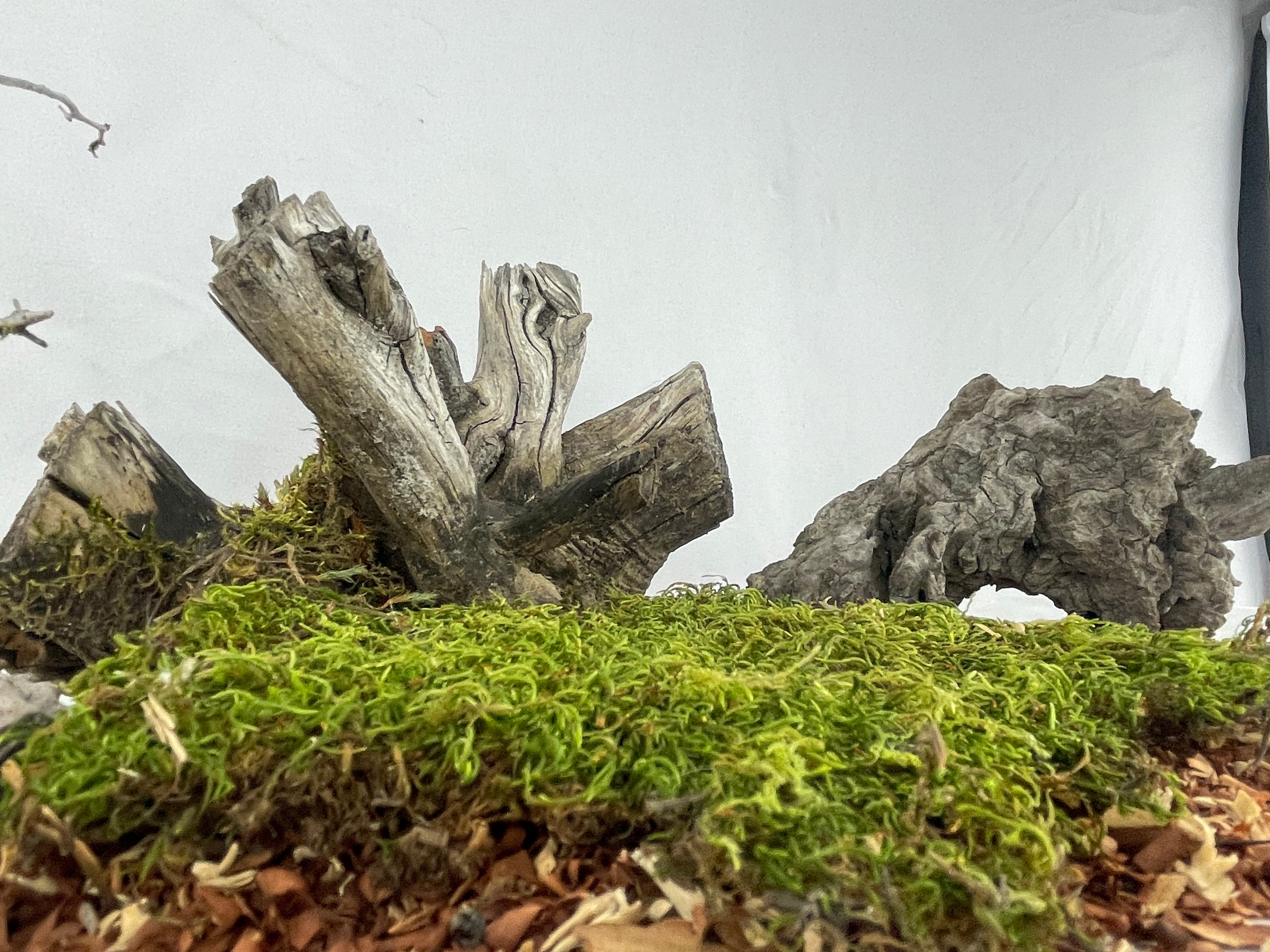 The Forager’s Stump