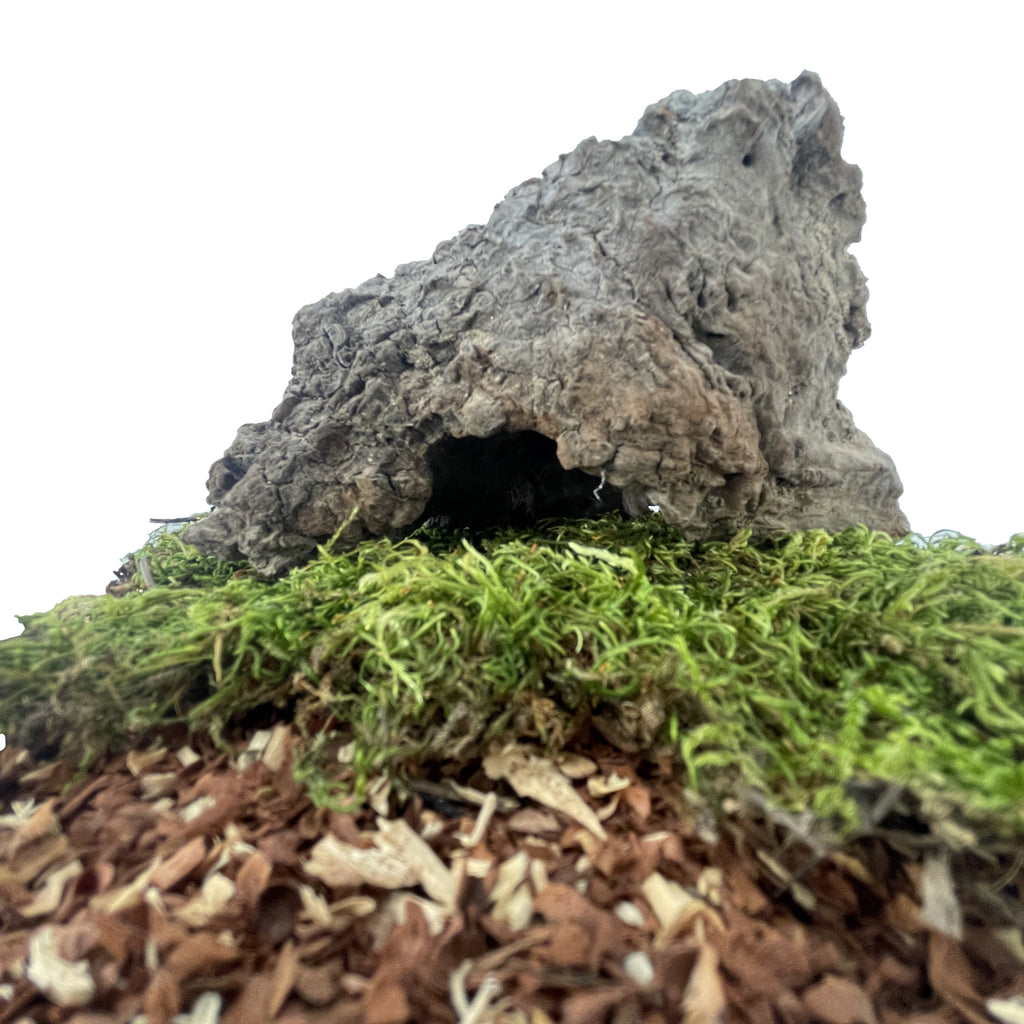 The Forager’s Stump